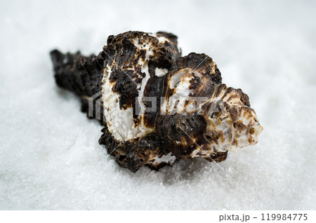 Spiny Murex Shell on a white Sand Spiny Murex Shell on a white Sand 119984775