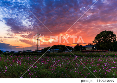 2024年晩秋奈良斑鳩の里法起寺の夕焼け　真っ赤に燃えた夕焼け空とコスモス畑 119985095