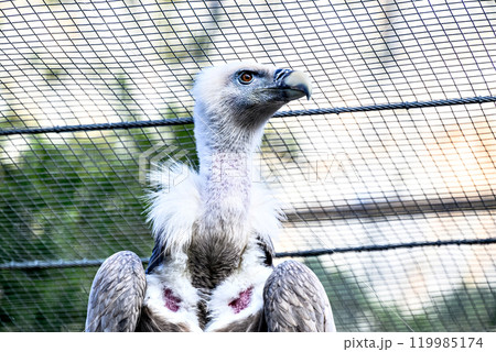Image of a griffon vulture in captivity in a recovery center in the province of Lerida Image of a griffon vulture in captivity in a recovery center in the province of Lerida 119985174