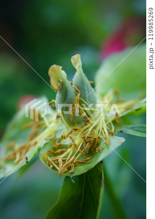 生薬である「立てば芍薬」、品種はポーラフェイ。その受粉後のタネ。花言葉は「恥じらい」「はにかみ」。 119985269