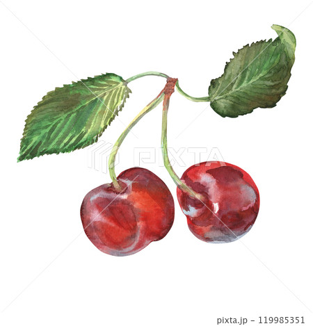 Cherry with leaves in watercolor hand drawn. Ripe red berry on bunch of cherries. Two cherries are painted very brightly and with rich colors. It is included in the 2024 fruit series. This 119985351