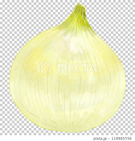 春の旬食材・リアルな新玉ねぎ1個 119985556