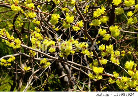 春を告げるアブラチャンの花　【相模原市津久井　3月】 119985924