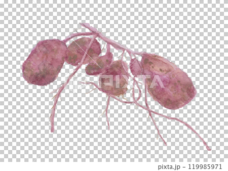 Freshly dug sweet potatoes painted with watercolors [hand-drawn] on a white background, transparent background 119985971