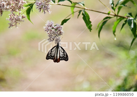 フジバカマで吸蜜中のアサギマダラ 119986050