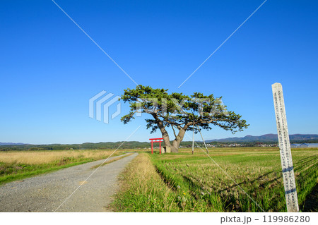 沖飯詰の松　五所川原市　青森県 119986280