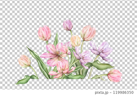 Delicate pastel multi-colored bud bouquet Tulips. Hand drawn watercolor illustration garden composition perennial bulbous flower for spring design or card, frames, banners, postcards, certificates Delicate pastel multi-colored bud bouquet Tulips. Hand drawn watercolor illustration garden composition perennial bulbous flower for spring design or card, frames, banners, postcards, certificates 119986350