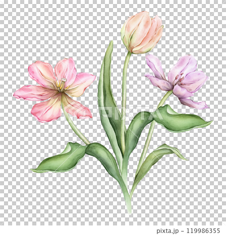 Bouquet of Pastel pink light violet yellow Tulips and open bud watercolor illustration isolated. Hand drawn delicate garden composition perennial bulbous flower for spring wedding design or card. Bouquet of Pastel pink light violet yellow Tulips and open bud watercolor illustration isolated. Hand drawn delicate garden composition perennial bulbous flower for spring wedding design or card. 119986355