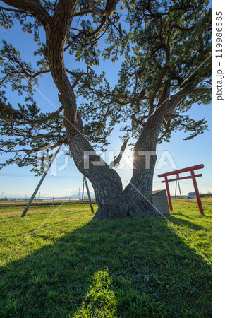 「沖飯詰の松」と岩木山 五所川原市 青森県 「沖飯詰の松」と岩木山 五所川原市 青森県 119986585