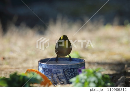 庭に飛んで来た鳥メジロ、 119986812