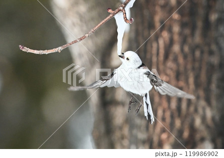 シマエナガ シマエナガ 119986902