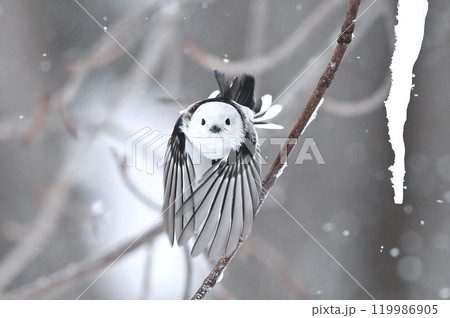 シマエナガ 119986905