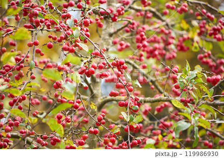 red apple tree with fruits on branches red apple tree with fruits on branches 119986930