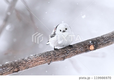 シマエナガ 119986970