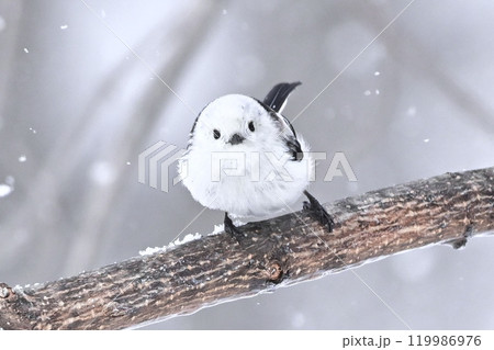 シマエナガ シマエナガ 119986976