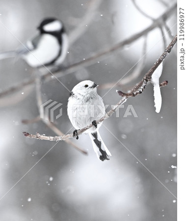 シマエナガ シマエナガ 119986977