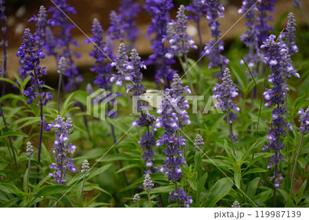 サルビアの花と蝶 サルビアの花と蝶 119987139