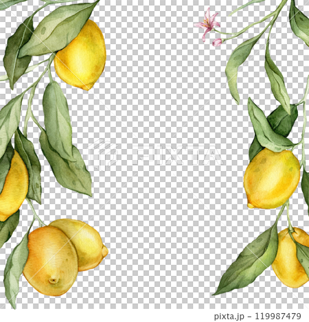 Lemon Fruits square Frame. Hand drawn watercolor illustration of Border with Citrus branches on white isolated background. Drawing with tropical fruit lemon for food label or cards design. 119987479