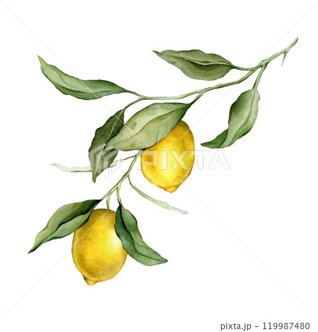 Lemon Fruit Branch. Hand drawn watercolor illustration of yellow tropical citrus Food with vitamin C on white isolated background. Drawing of lemon tree with green leaves. 119987480