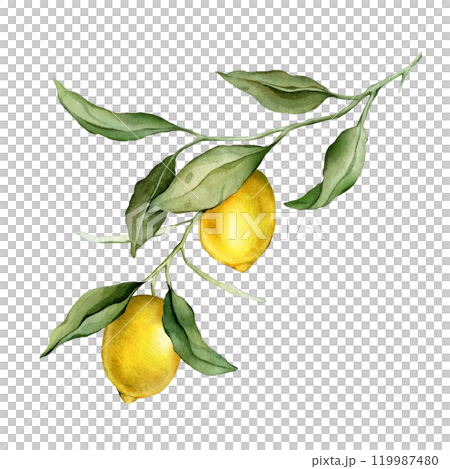 Lemon Fruit Branch. Hand drawn watercolor illustration of yellow tropical citrus Food with vitamin C on white isolated background. Drawing of lemon tree with green leaves. 119987480