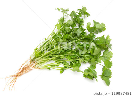 コリアンダー(パクチー、香菜) コリアンダー(パクチー、香菜) 119987481