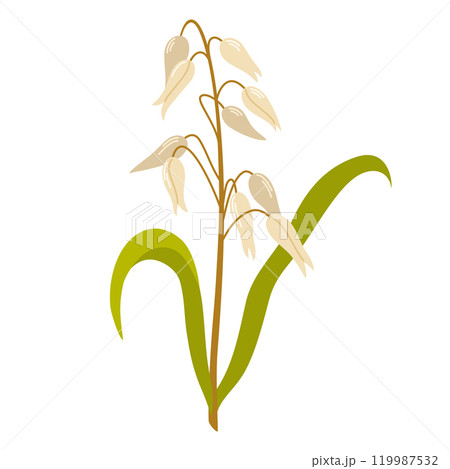 2416_rice_plant 2416_rice_plant 119987532