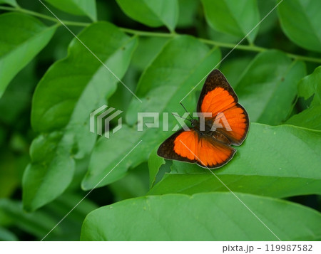 The Dentate Sunbeam on leaf with natural green background, Orange with red and dark brown stripes on small butterfly wings The Dentate Sunbeam on leaf with natural green background, Orange with red and dark brown stripes on small butterfly wings 119987582