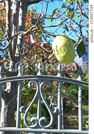 カリン（花梨） 119987584