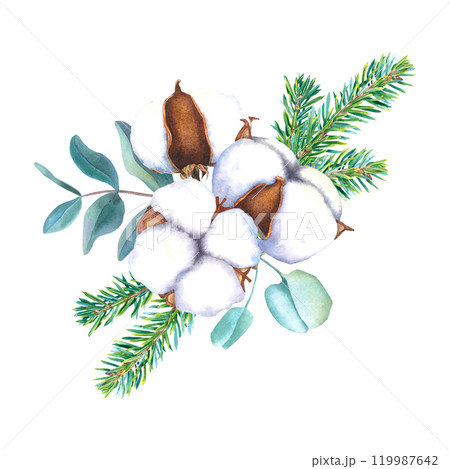 Watercolor illustration of cotton flowers bolls, spruce twigs and eucalyptus branches. Drawing of botanical elements on isolated background for creating a festive decor, holiday cards, invitations. 119987642