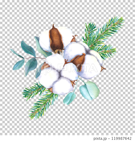 Watercolor illustration of cotton flowers bolls, spruce twigs and eucalyptus branches. Drawing of botanical elements on isolated background for creating a festive decor, holiday cards, invitations. 119987642