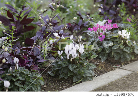 シクラメンと赤葉千日紅の寄せ植え花壇 冬のガーデニング シクラメンと赤葉千日紅の寄せ植え花壇 冬のガーデニング 119987676