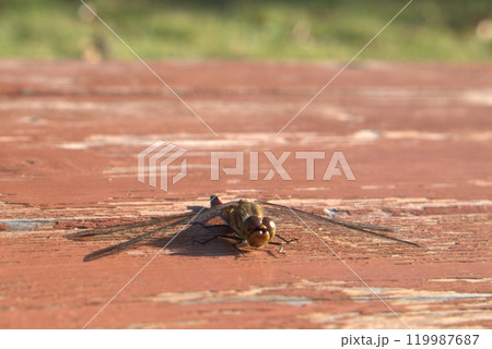 ベンチにとまるトンボ 119987687