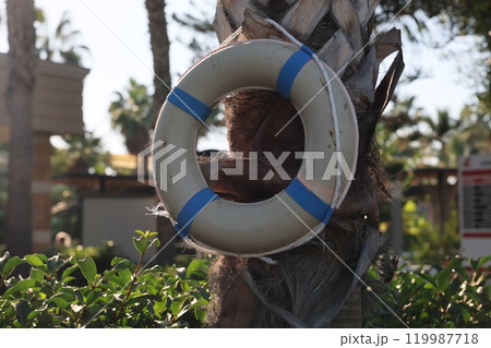 A Lifebuoy is beautifully Hanging on a Palm Tree, surrounded by vibrant Tropical Vibes 119987718