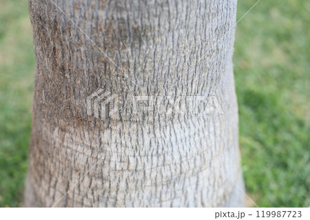 A Detailed CloseUp View of the Unique Texture and Bark of a Tree Trunk in Nature A Detailed CloseUp View of the Unique Texture and Bark of a Tree Trunk in Nature 119987723