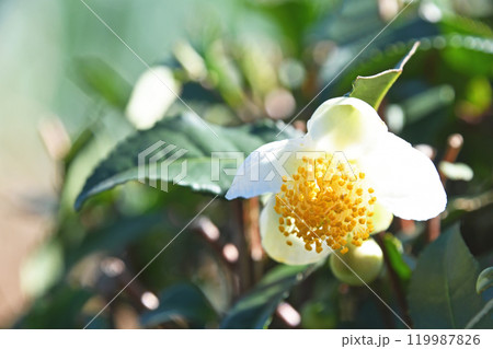 お茶の花 119987826