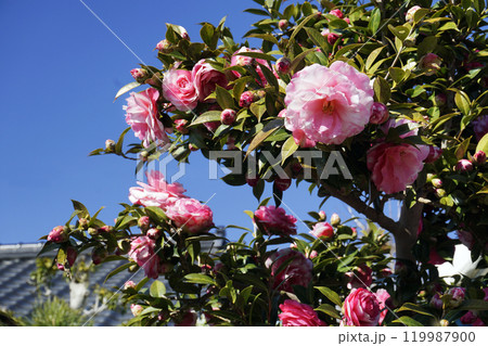 春3月快晴の青い空とピンクのツバキの花 春3月快晴の青い空とピンクのツバキの花 119987900