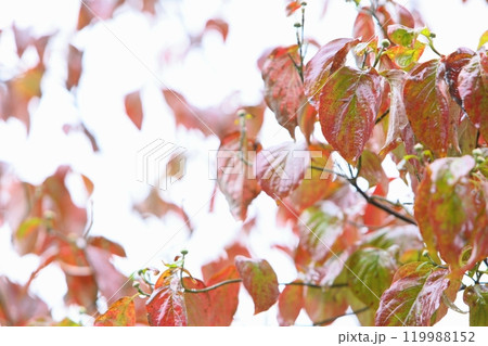 雨に濡れた艶やかなハナミズキの紅葉 【白背景】 【クローズアップ】 119988152