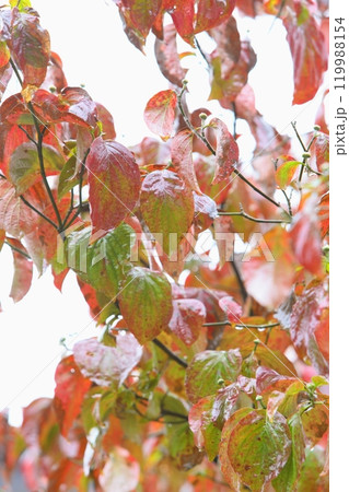 雨に濡れた艶やかなハナミズキの紅葉 【白背景】 【クローズアップ】 雨に濡れた艶やかなハナミズキの紅葉 【白背景】 【クローズアップ】 119988154