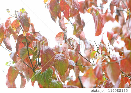雨に濡れた艶やかなハナミズキの紅葉 【白背景】 【クローズアップ】 119988156
