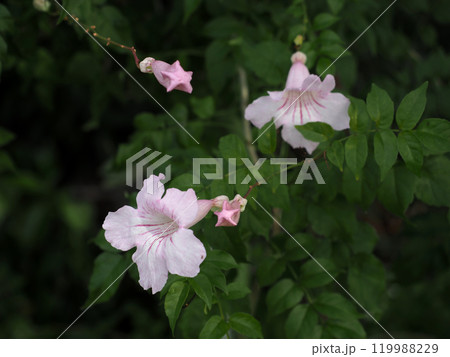 ピンクノウゼンカズラの花とつぼみ（ 淡い日差しを浴びた桃色凌霄花のクローズアップ） 119988229
