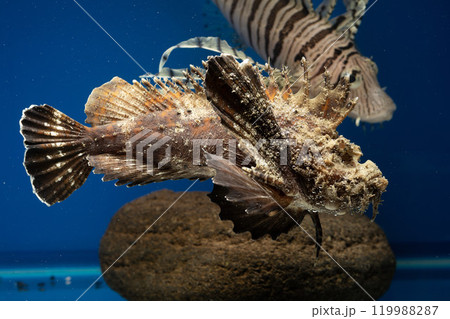 透明標本 魚 オニオコゼ 透明標本 魚 オニオコゼ 【公式通販】