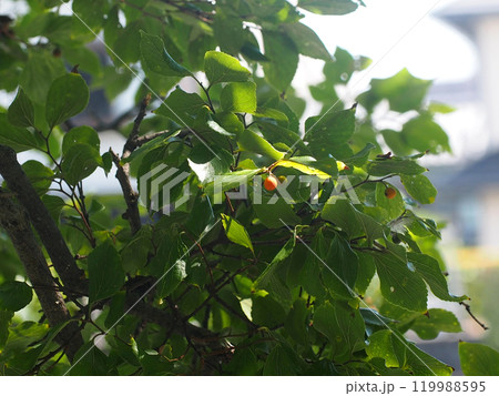 秋の日差しを浴びた黄色いエノキの実(色付き始めた実をつけた榎の樹) 秋の日差しを浴びた黄色いエノキの実(色付き始めた実をつけた榎の樹) 119988595