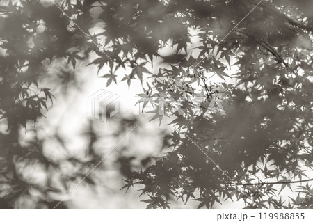 森の中で陽射しを受ける紅葉の若葉 119988835