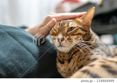 撫でられる猫（ベンガルキャット） 119988999