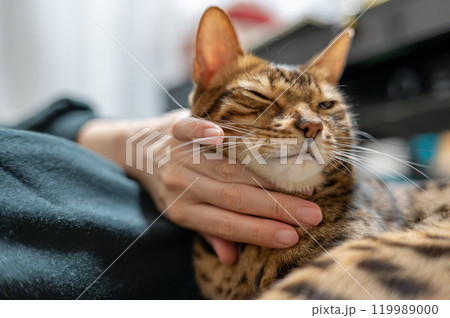 撫でられる猫（ベンガルキャット） 119989000