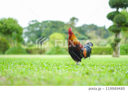 Asian Rooster Bantam cock chick red, orange black and brown colour on it at the wide grass outdoor field. Asian Rooster Bantam cock chick red, orange black and brown colour on it at the wide grass outdoor field. 119989480