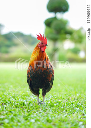 Asian Rooster Bantam cock chick red, orange black and brown colour on it at the wide grass outdoor field. 119989482