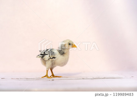 Close up full body baby isolated Hamburg Chick standing on pink pastel colour table and wall in at outdoor sunlight. It is recognised in Germany and Holland 119989483