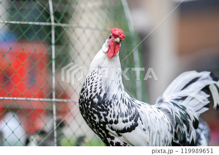 Hamburg Chick at the outdoor field in human home garden. 119989651