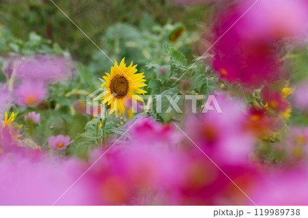 コスモス畑のヒマワリ 119989738